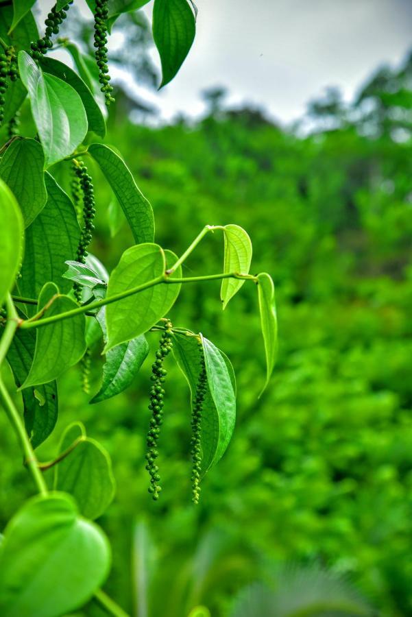 Rainforest Nature House دينيايا المظهر الخارجي الصورة